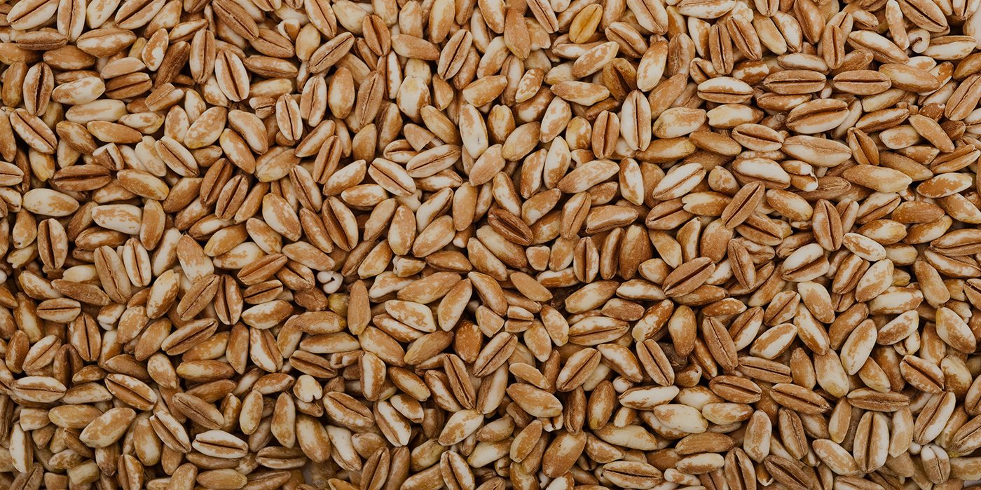 Farro perlato biologico